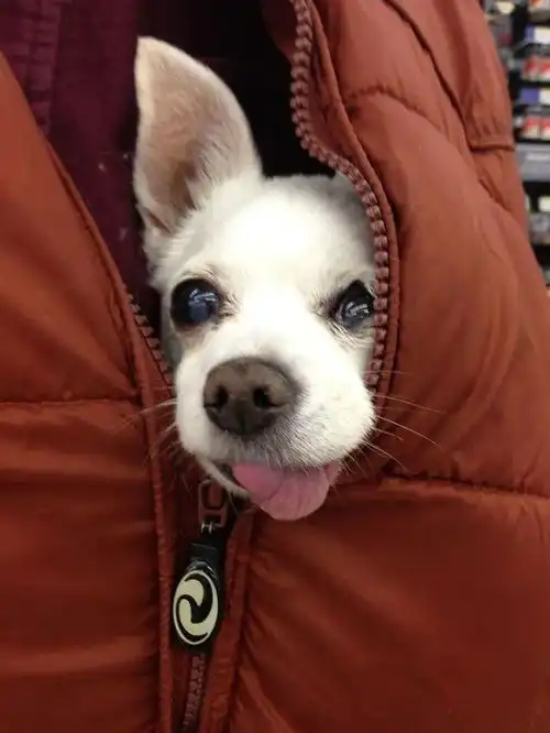 略显羞涩的动物们,萌化你的心  略显羞涩的动物们,萌化你的心