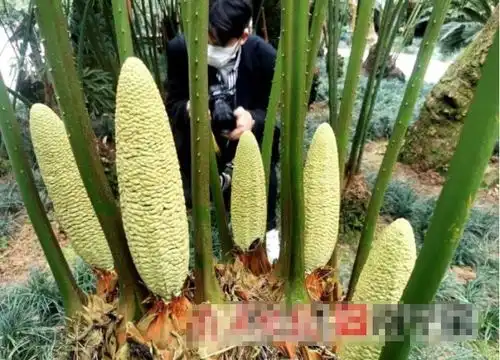  南宁的千年铁树开花了如此奇景,你可千万别错过了