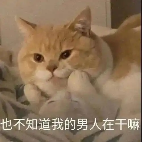  我只会心疼geigei丨第128期喵表情