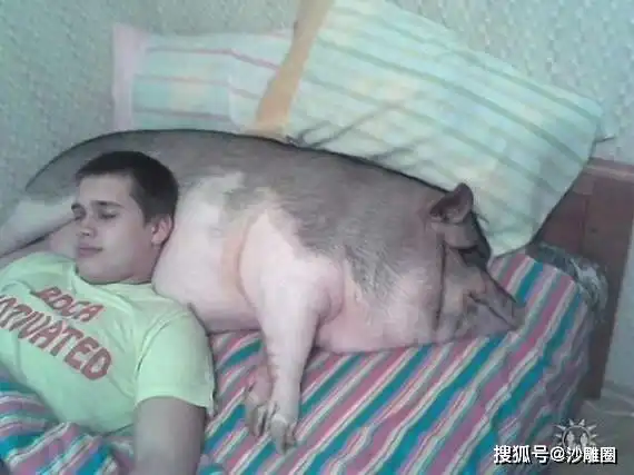 猪图片大全搞笑可爱张志