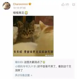  来不及告别,这只8岁的表情包回喵星了