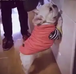 狗狗犯错被罚站打屁,紧张的小表情萌翻了  狗狗犯错被罚站打屁,紧张的小表情萌翻了