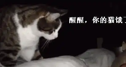  请善待你的猫主子,一项新研究显示,饥饿的猫会吃任何肉,包括你