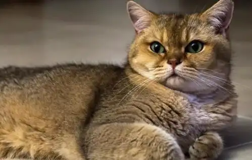 萌猫上演越狱行动,你当真主人不知道  萌猫上演越狱行动,你当真主人不知道