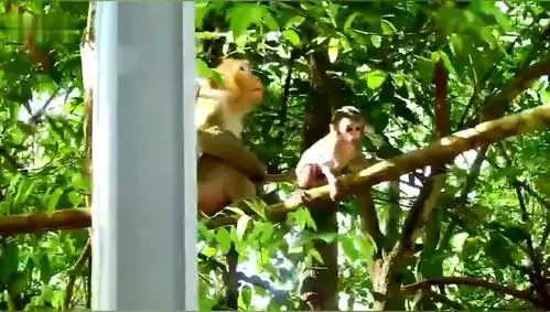 猴子很累睡着了,留下小猴子在树上让别的母猴照顾,小猴子很听话  猴子很累睡着了,留下小猴子在树上让别的母猴照顾,小猴子很听话