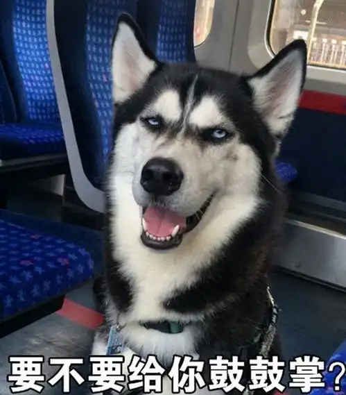  当恶狠狠的哈士奇遇上超嗲的台湾腔,毫无违和感