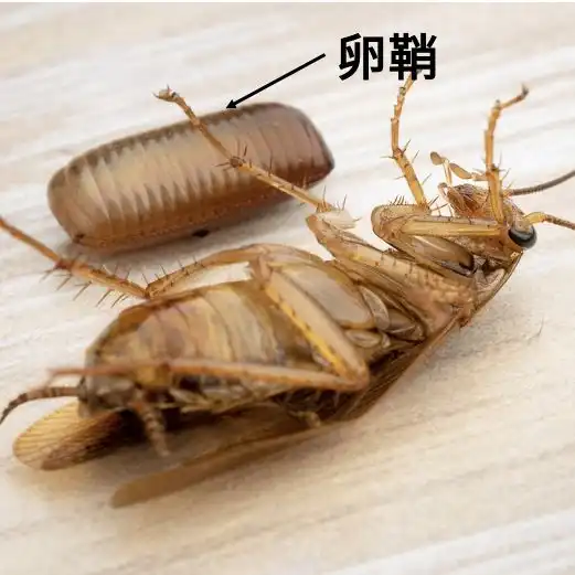 家里的蟑螂到底哪儿来的有一个地方万万想不到  家里的蟑螂到底哪儿来的有一个地方万万想不到