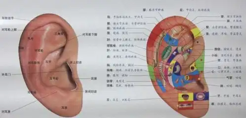  耳朵上的反射区有哪些