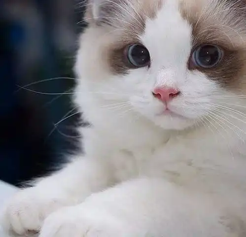  说布偶猫又乖又仙的,我真是傻了才相信你的话