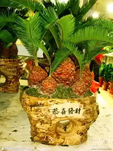  铁树的样子有人知道吗