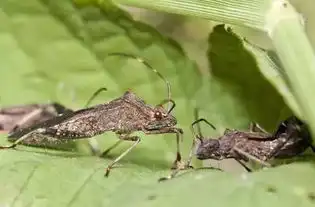  天敌昆虫,你真的了解吗