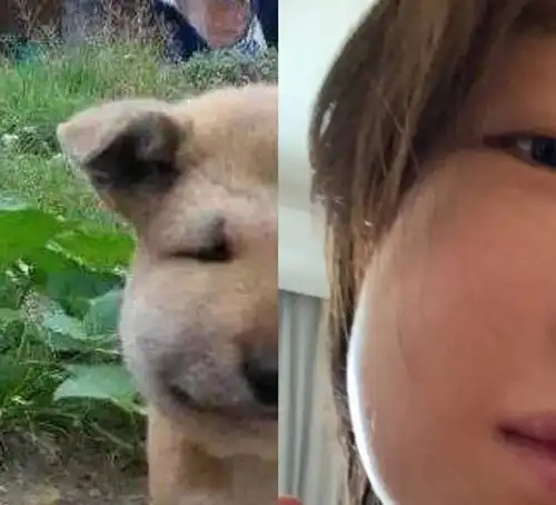  心疼又搞笑周冬雨戴口罩领奖小黄鸭撞脸被蜜蜂蛰了的狗狗