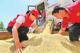 电力小红帽党员志愿者帮困难户收麦  电力小红帽党员志愿者帮困难户收麦