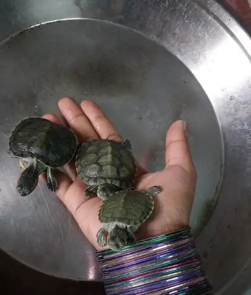  鱼不吃不喝到底能活多久丢水缸里的鱼,为何一年不喂也不会死