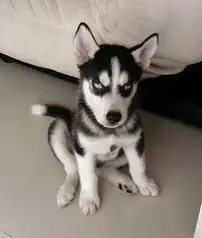  标题在杭州能买到哈士奇幼犬雪橇犬哈士奇幼犬多少钱杭州出售哈士奇犬健康哈士奇