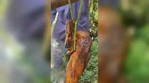  搞笑视频我的烤鸭到底是怎么到三姐手里的