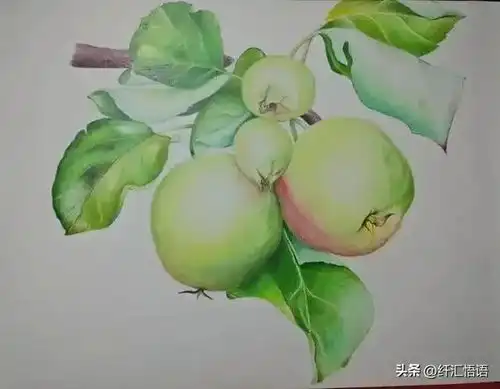  彩铅水果画构图和谐,颜色富有层次感,质感逼真