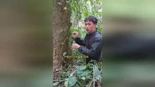  比眼镜蛇还要毒4倍的树,在森林子里见到要注意了
