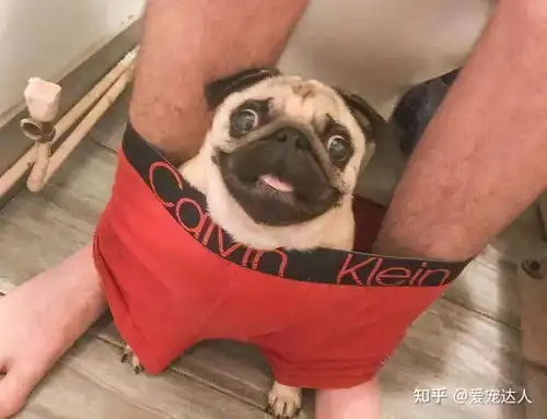  狗狗为啥会盯着人上厕所最后一个原因,很搞笑
