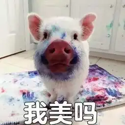  又一波小猪猪表情包搞笑频道
