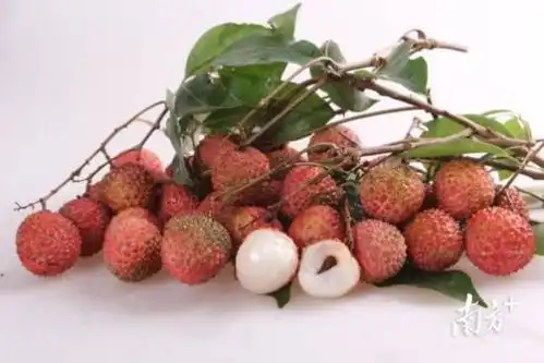 红荔牌红米酒搞笑图片椿