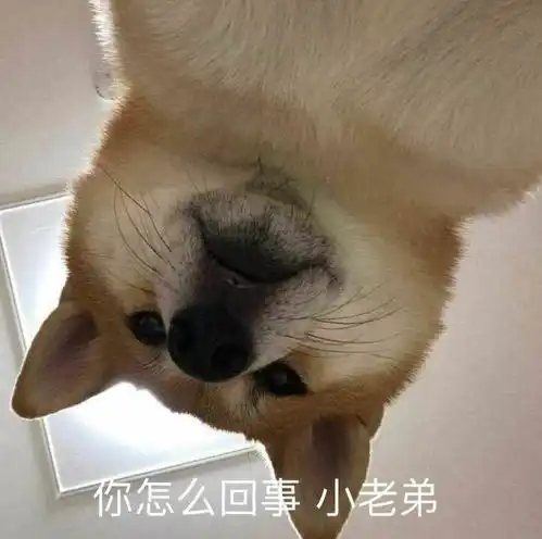  有什么好玩有趣的图片表情包吗