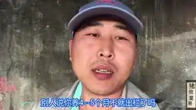  养猪小伙这个帽子真有趣,后面的小猪都这么可爱,看看他说点啥
