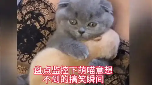 盘点奶萌猫咪的搞笑日常,看一遍笑一遍,小心笑晕  盘点奶萌猫咪的搞笑日常,看一遍笑一遍,小心笑晕