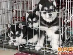  西伯利亚雪橇犬照片6003.jpga372194908