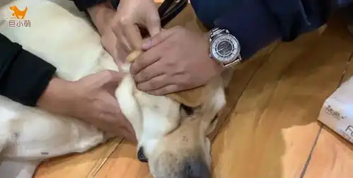  70多斤拉布拉多患耳疾,主人没法上药,两个训犬师才镇住它