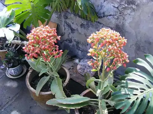  落地生根开花吗,植物落地生根图片