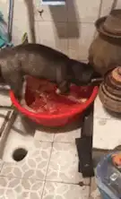  搞笑gif图两只老鼠打架,猫咪作为裁判,必须要公平公正