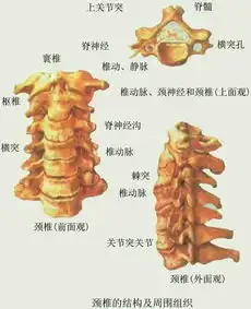 脖子的颈椎增生  脖子的颈椎增生