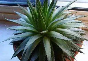 铁树开花图片搞笑龙潭河