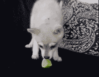红包图片搞笑图片gif每