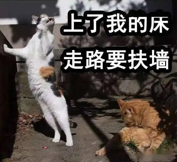 tui渣女表情包猫咪