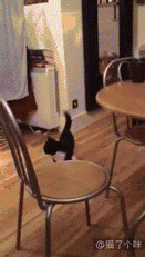哈士奇动态图片搞笑gif
