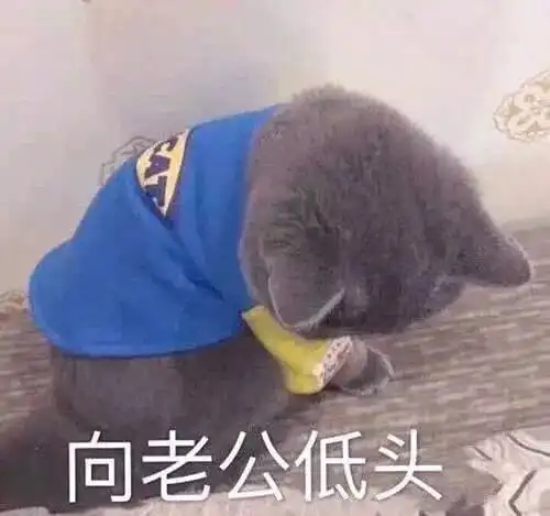 搞笑猫咪表情包39张 搞笑猫咪表情包39张