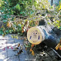  深晚荐读抗击台风山竹,这10张图片刷屏深圳
