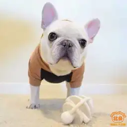  分享,法国斗牛犬好养吗纯种法国斗牛犬犬法国斗牛犬犬图片