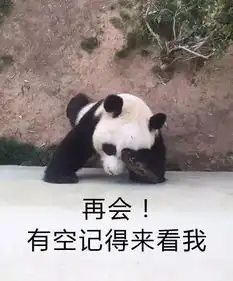  青岛这只熊猫一夜爆红童年被扒裤子如今惨到连对象都不让搞