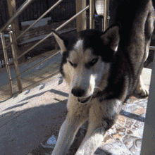 哈士奇动态图片搞笑gif