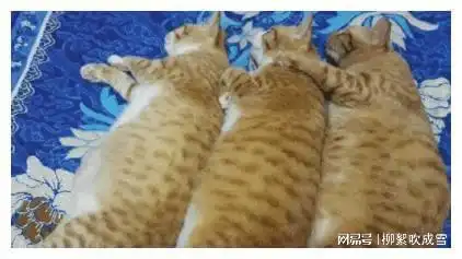  开心一笑,群里有个大叔是个吃货,经常半夜发美食图片
