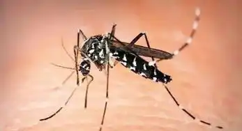  临安旅游集散中心注意夏天被蚊子叮要小心了尤其是这种蚊子
