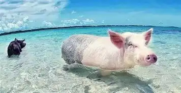  这个小岛,有一群成天到晚游泳的猪,萌哭