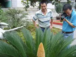 铁树开花图片搞笑两棵