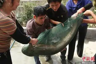 鲶鱼图片搞笑鲶鱼王