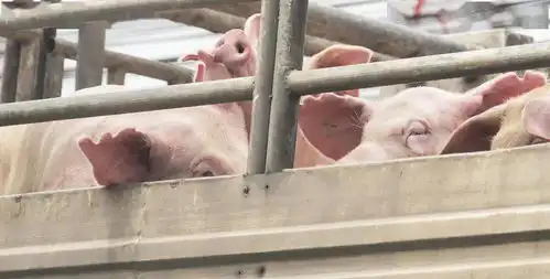  除了猪肉降价,还有更多人改吃禽肉,养猪业最担心的事情来了