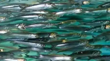  近海重要经济种类的资源与分布鳀鱼