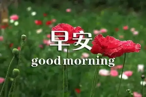  最美早安问候图片鲜花带字新的一天开始早安心语精美语句